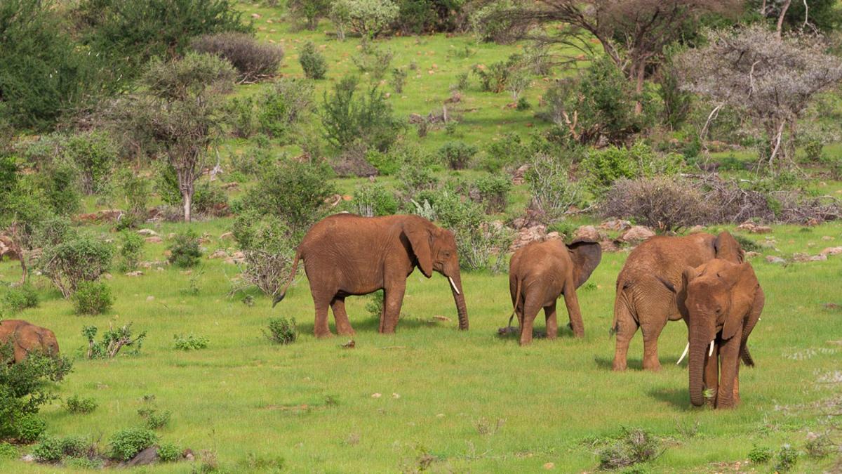 Elephant Bedroom Camp - Samburu Archers Post Exterior photo